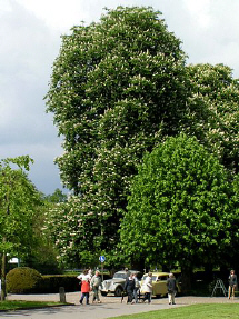 PICT9738.jpg (65881 Byte)