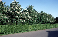 dv002704net.jpg (148016 Byte)