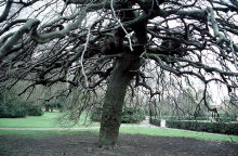 dv003904net.jpg (156011 Byte)