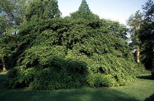 dv004401net.jpg (168690 Byte)