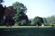 dv005201net.jpg (103396 Byte)