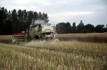 dv005403net.jpg (119755 Byte)