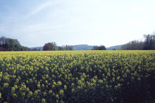 dv005601net.jpg (85489 Byte)